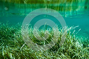 Underwater Posidonia Oceanica seagrass seen in the mediterranean sea with clear blue water. Meadows of this algae are important