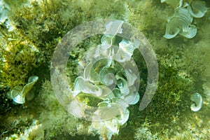 Underwater Posidonia Oceanica seagrass seen in the mediterranean sea with clear blue water. Meadows of this algae are important photo