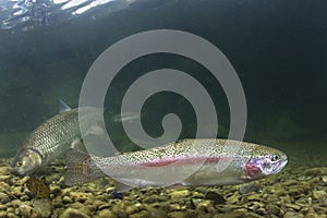 Underwater Rainbow trout Oncorhynchus mykiss