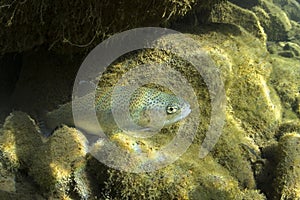 Underwater Rainbow trout Oncorhynchus mykiss photo