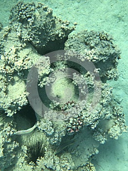 Underwater recordings in Aqaba Jordan Coral with colored fish