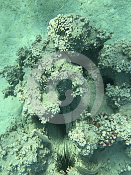 Underwater recordings in Aqaba Jordan Coral with colored fish