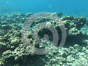 Underwater recordings in Aqaba Jordan Coral with colored fish