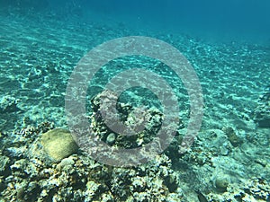 Underwater recordings in Aqaba Jordan Coral with colored fish