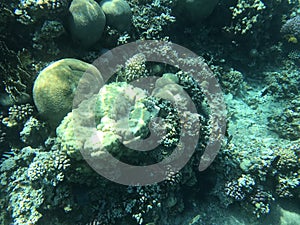 Underwater recordings in Aqaba Jordan Coral with colored fish