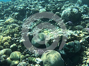 Underwater recordings in Aqaba Jordan Coral with colored fish