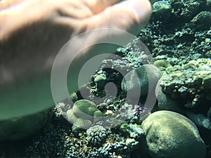 Underwater recordings in Aqaba Jordan Coral with colored fish