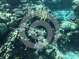 Underwater recordings in Aqaba Jordan Coral with colored fish