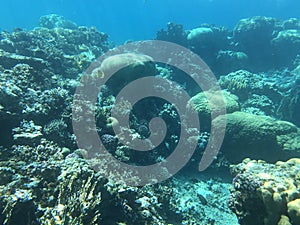 Underwater recordings in Aqaba Jordan Coral with colored fish