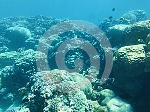 Underwater recordings in Aqaba Jordan Coral with colored fish