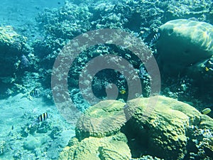 Underwater recordings in Aqaba Jordan Coral with colored fish