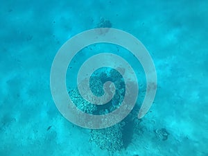 Underwater recordings in Aqaba Jordan Coral with colored fish