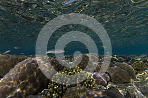 Underwater Reef Landscape