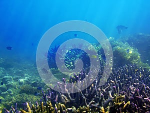 Underwater Reef Scene photo