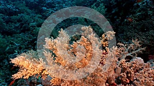 Underwater relax video about coral reef in pure transparent of Red sea.