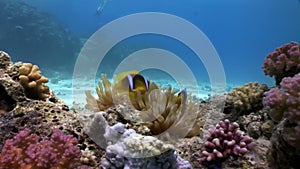 Underwater relax video about coral reef in pure transparent of Red sea.