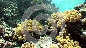 Underwater relax video about coral reef in pure transparent of Red sea.