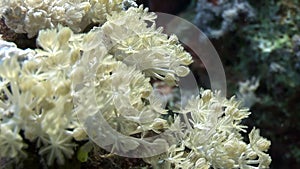 Underwater relax video about coral reef in pure transparent of Red sea.