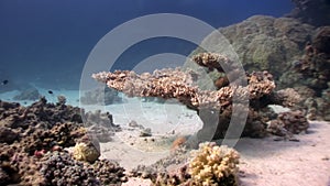Underwater relax video about coral reef in pure transparent of Red sea.