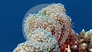 Underwater relax video about coral reef of Red sea.