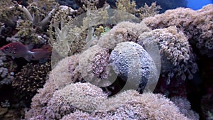 Underwater relax video about coral reef of Red sea.