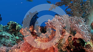 Underwater relax video about coral reef of Red sea.