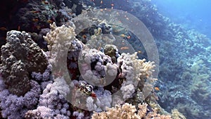 Underwater relax video about coral reef of Red sea.