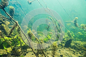 Underwater river landscape with little fish