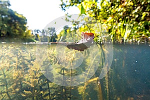 Underwater river landscape with reed and forest above water