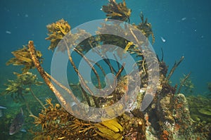 Underwater rock with dying kelp