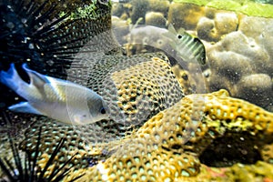 Underwater rocks on the coast of Indian Ocean in Sri Lanka.