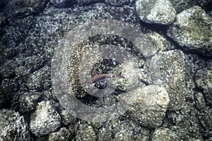 Underwater Rocks and Pebbles Seabed