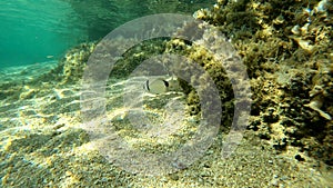 Underwater rocks, sand and stones. The beautiful sandy and rocky bottom of the sea.