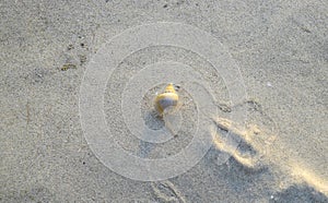 Underwater Sand Pattern and Small Seashell - Natural Abstract Texture Background