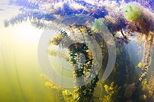 Underwater scene photo