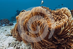 Underwater scene with actinia and coral with groups of fish