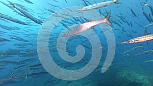 Underwater scene - Big school of barracuda fish