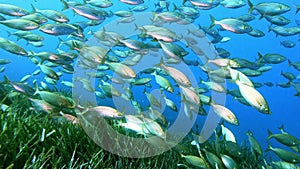 Underwater scene Big yellow banded salema fish over a green seaweed field