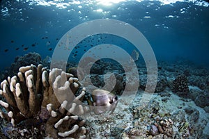 Underwater Scene with blue background