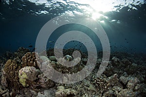 Underwater Scene with blue background