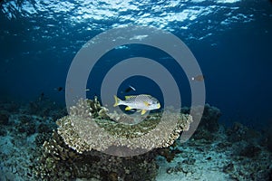 Underwater Scene with blue background