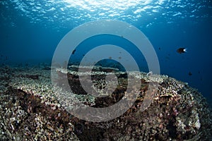 Underwater Scene with blue background