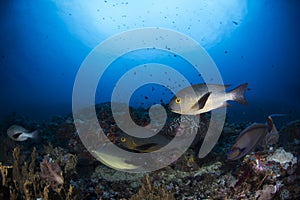 Underwater Scene with blue background