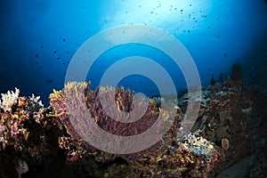 Underwater Scene with blue background