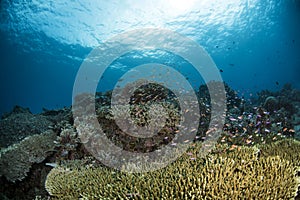 Underwater Scene with blue background