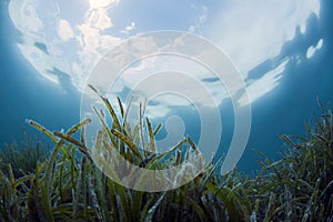 Underwater Scene with blue background