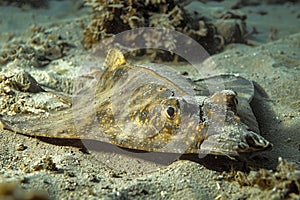 Underwater Scene with a Camouflaged Flatfish Lying on Ocean Floor Amongst Marine Life