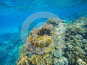 Underwater scene with coral reef. Big corals with small fishes.