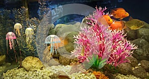 Underwater scene, coral reef, colorful fish and jelly in ocean