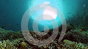 Underwater scene with coral reef and fish.